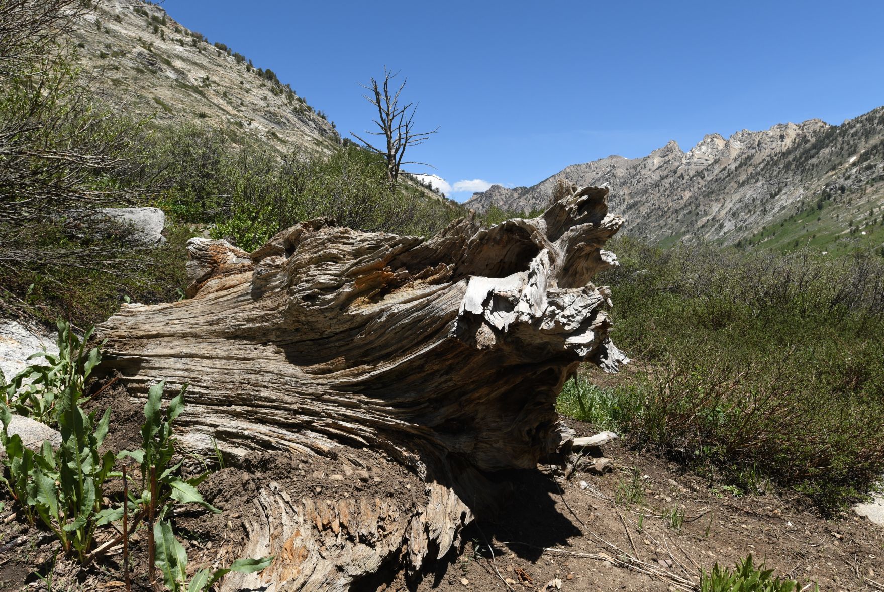 Weathered Stump